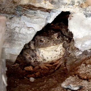 Podnájemnice ...

#ropuchaobecna #bufobufo #zabka #nikonp950