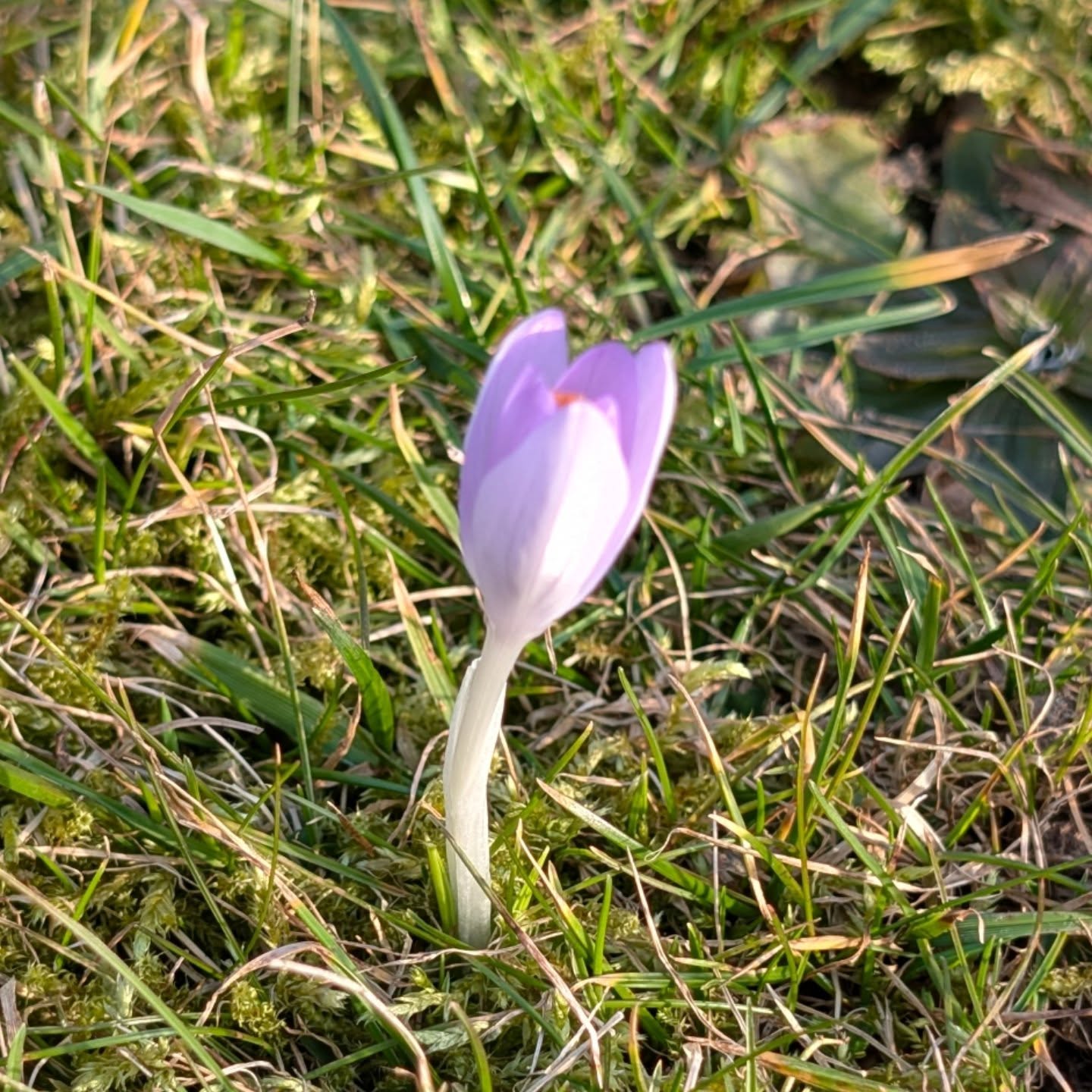 Z vlastní zahrádky ...